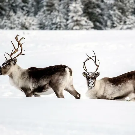 特拉乌提玛度假屋 度假居 *